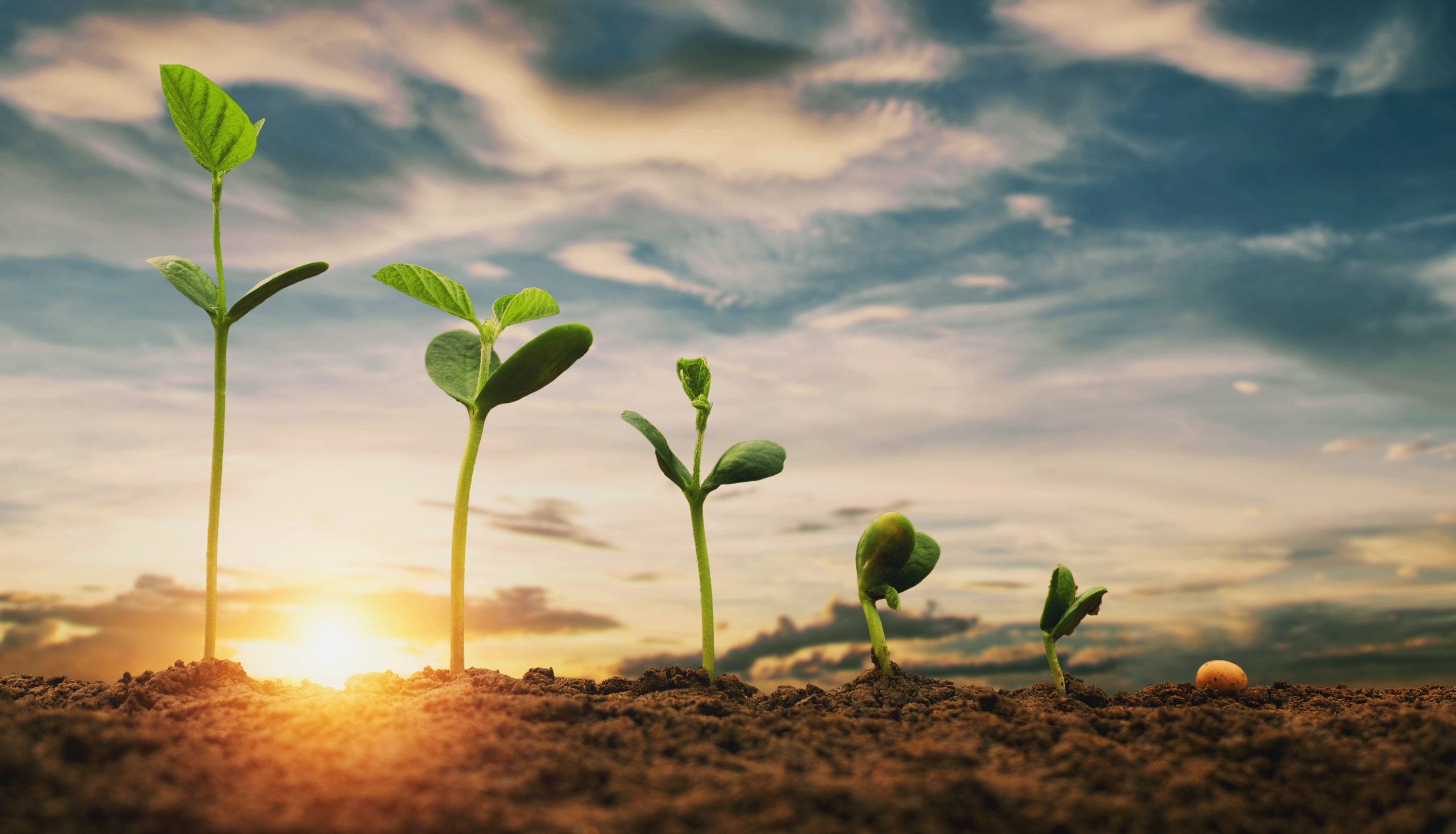 UNDERSTANDING CBG: A 2022 GUIDE TO ‘THE MOTHER OF ALL CANNABINOIDS’