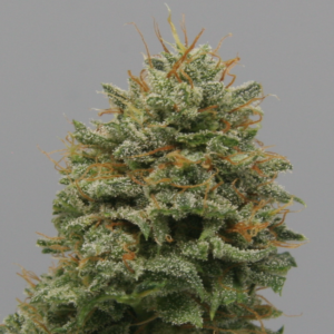 White Buffalo CBG