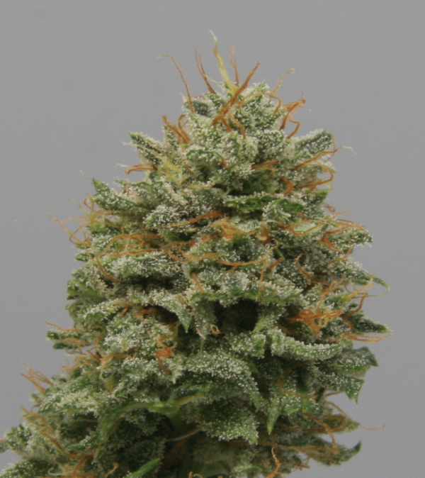 White Buffalo CBG