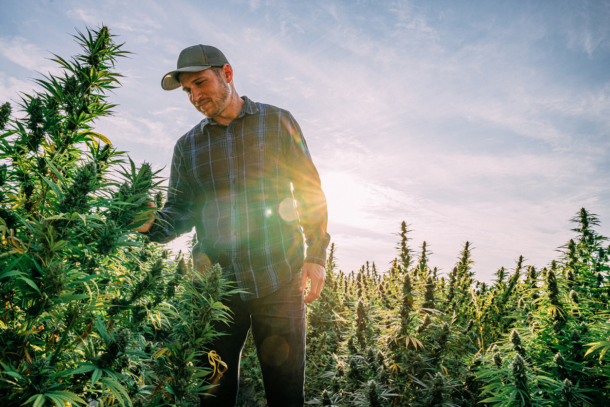 GET THE YIELD YOU DESERVE WITH FEMINIZED HEMP SEEDS
