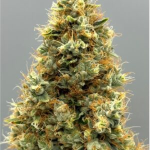 Double Black Chunk